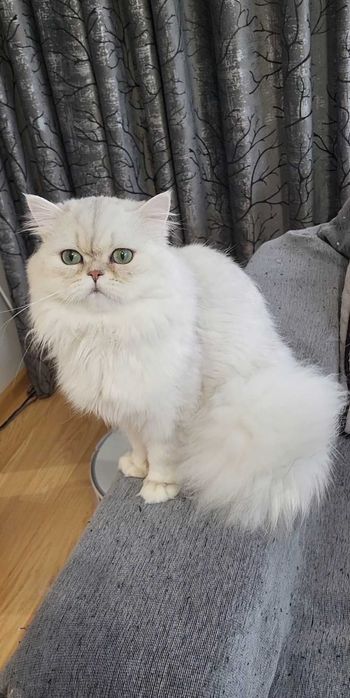 British longhair silver cu ochii verzi pedigree felisa autorizata