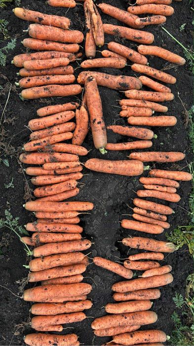 Morcov Disponibil Cantitati Mari