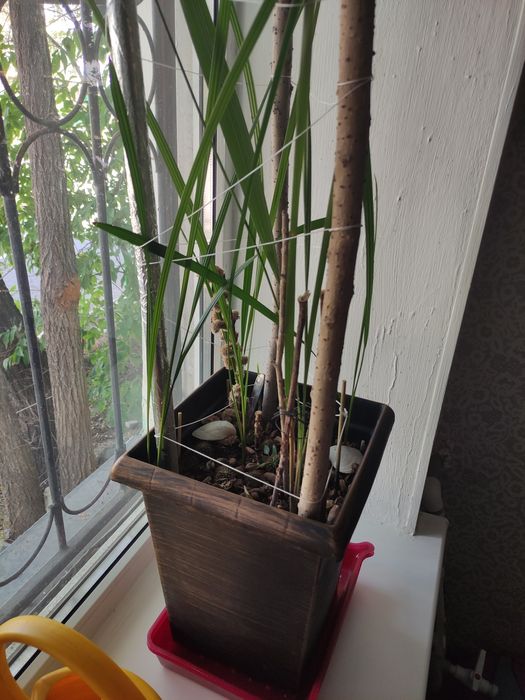 Финиковая пальма и кактусы