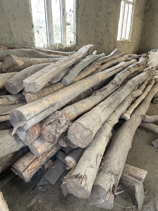 Terak, bolor, xarvasta