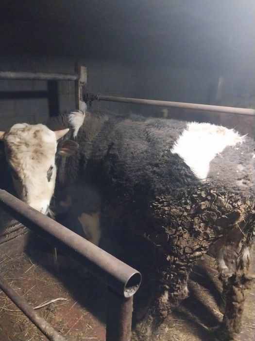 Продам бычка на согым