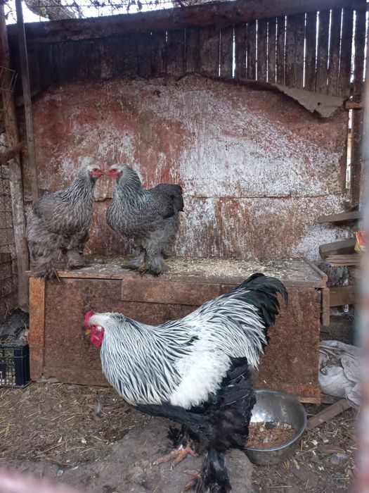 Oua pt incubat Brahma Herminat inchis