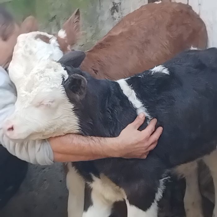 Vand 1 Tauras si o vitea de 2 saptamani