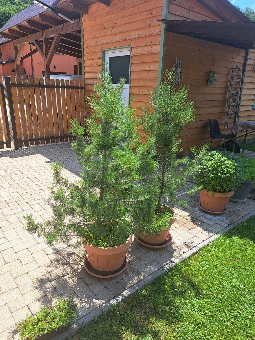 Pin silvestru 1,3 metri