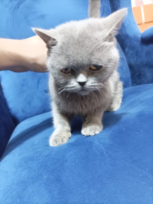 mushuk britanya foldi