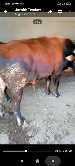 Buqalar sotiladi  boqilgan yemlangan