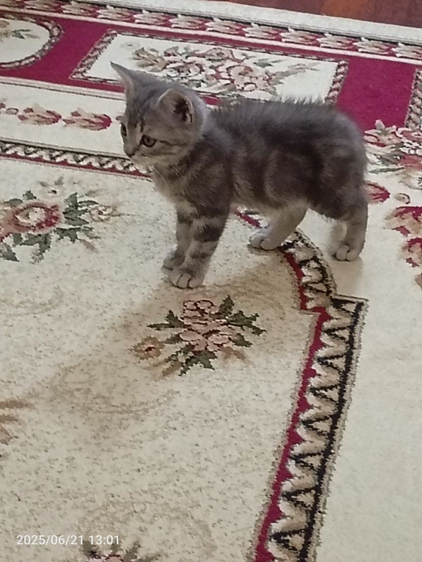 Продается котенок