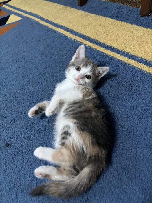 Отдаем кошку в добрые руки