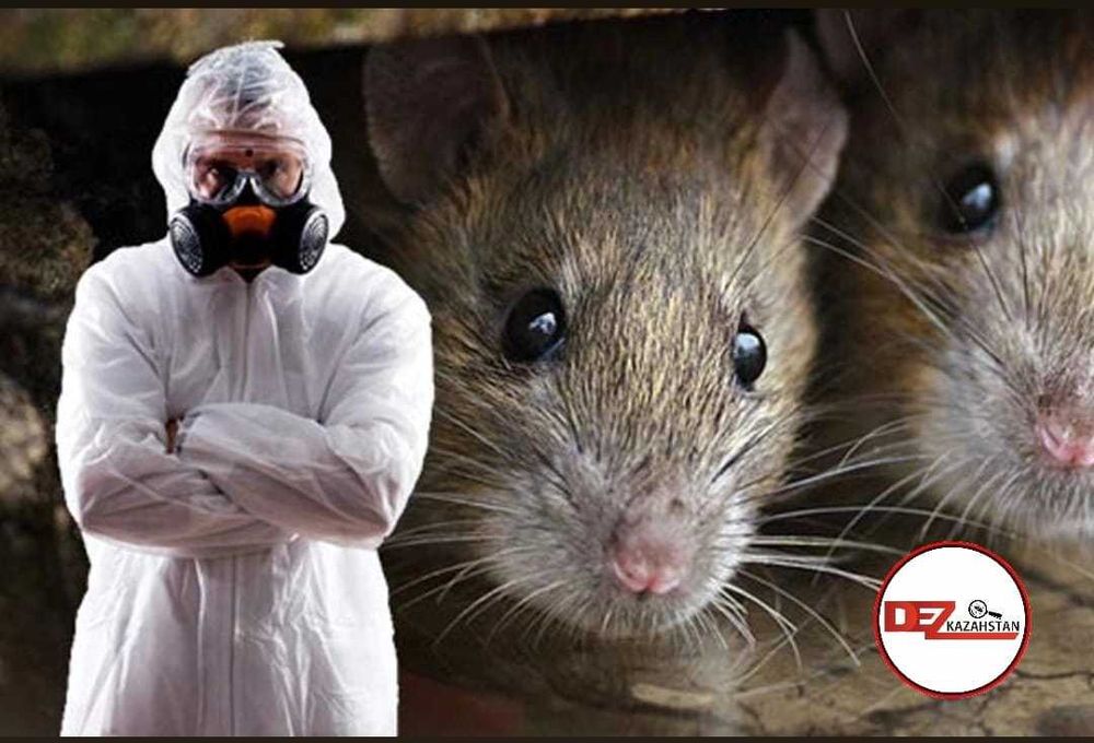 Дератизация, Борьба с грызунами, Истребление мышей крыс Дезинфекция