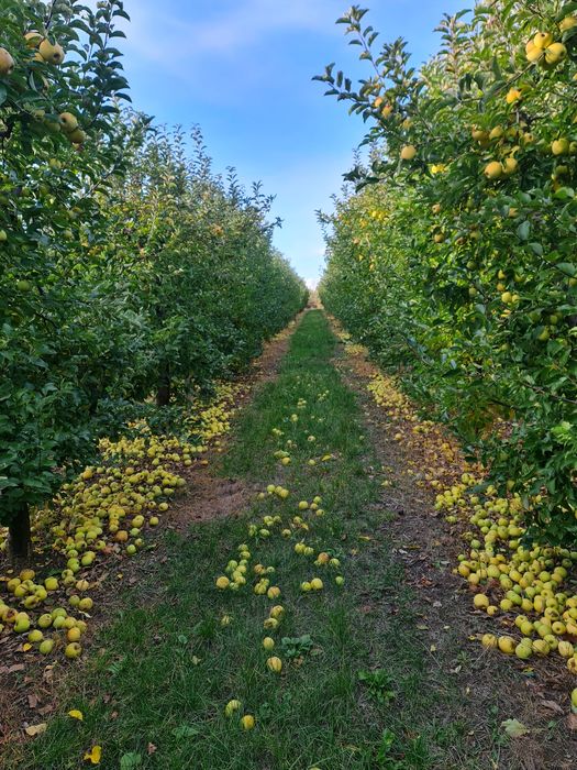 Vând mere de suc/consum