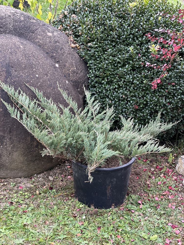 Tuia, plante ornamentale din pepiniera romaneasca