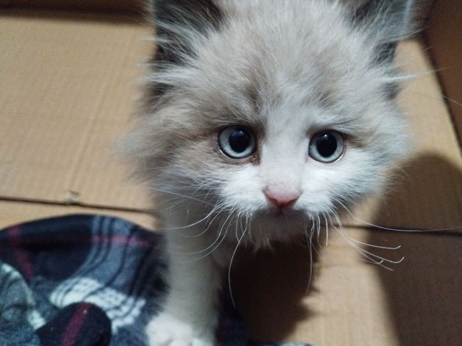 Котёнок  примерно 2 х месячный