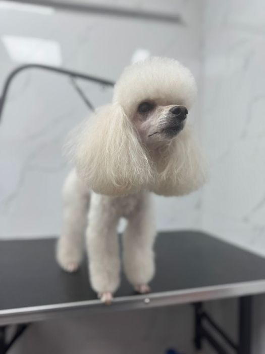 Груминг кошек и собак