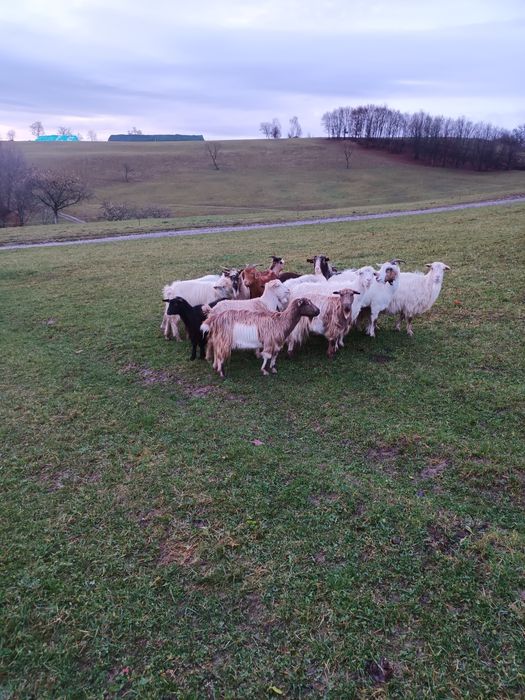 Vând capre gestante