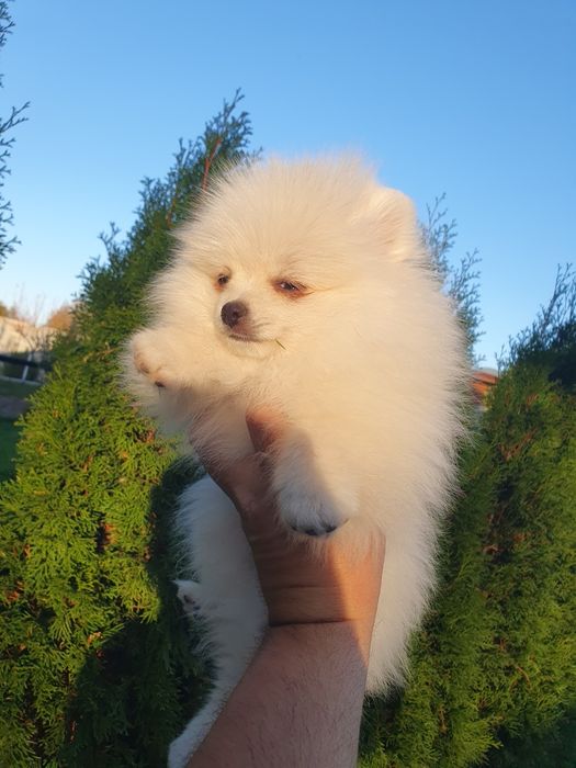 померан померан померан