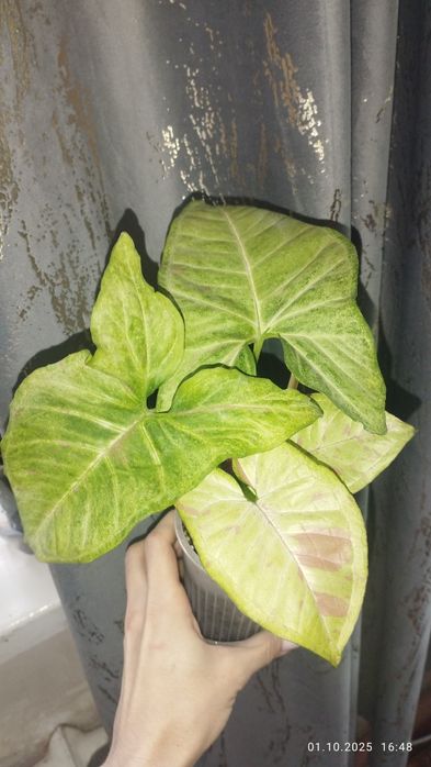 Продается Шикарный Сингониум сорт Милк Конфетти