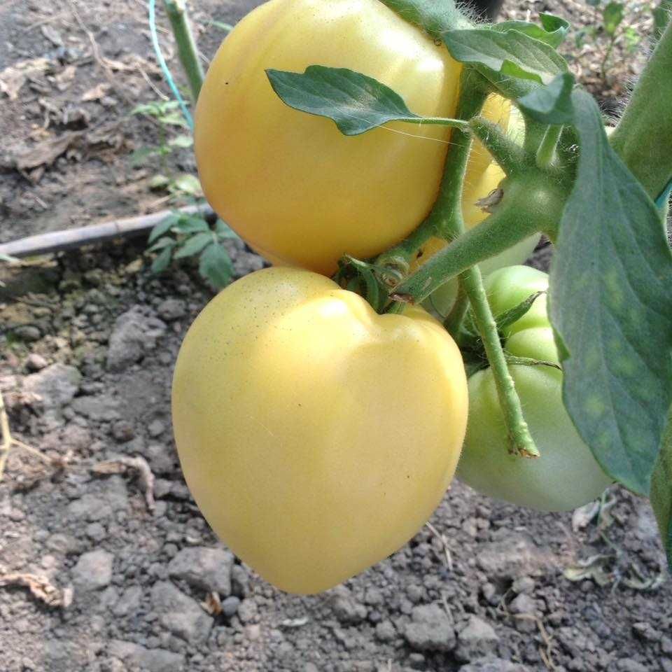 seminte tomate tip inima