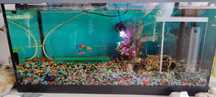 Acvariu Tetra Minion 54 l