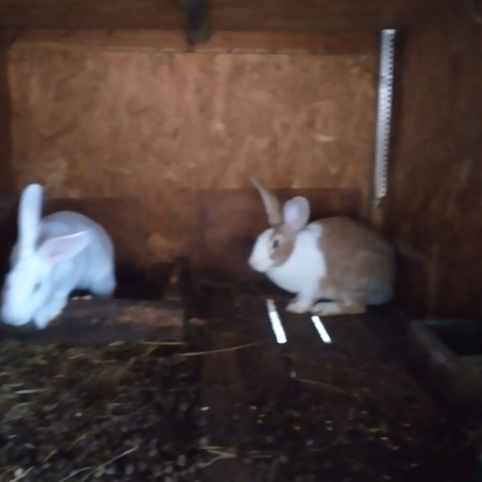 Vînd iepuri hicolle francez și secuiești