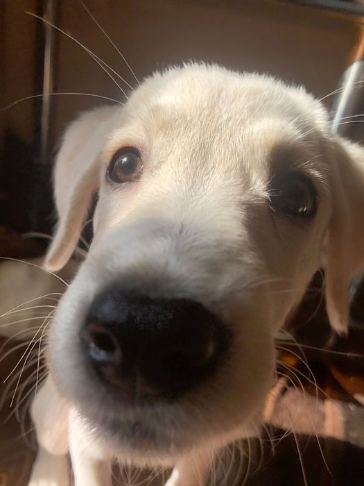 Лабрадор смешка с немецкой овчаркой