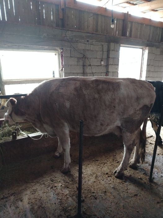 4 туган семиз сиыр