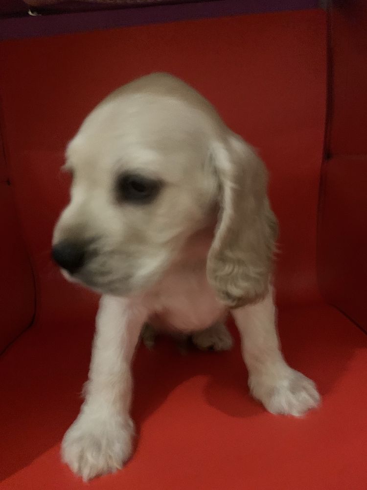 Cocker spaniel fetitǎ