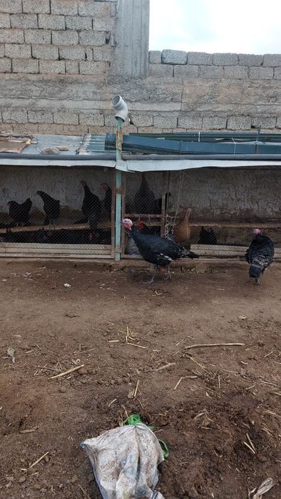 Индюк, Курка сотилади нархи 500минг