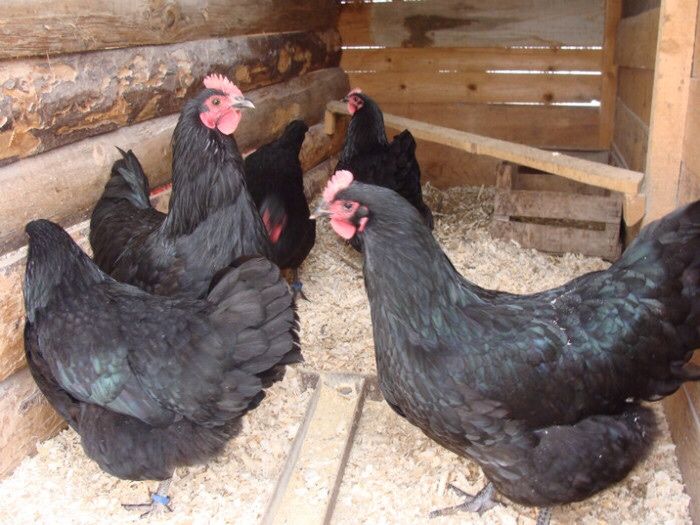 Oua gaini australorp