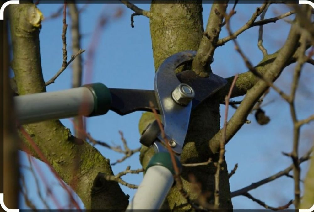 Обрезка плодовых деревьев