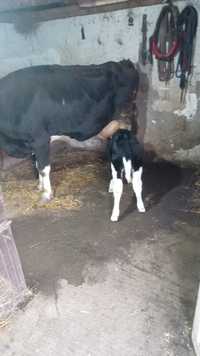vaca cu vițel lângă ea are 2 luni vitica.