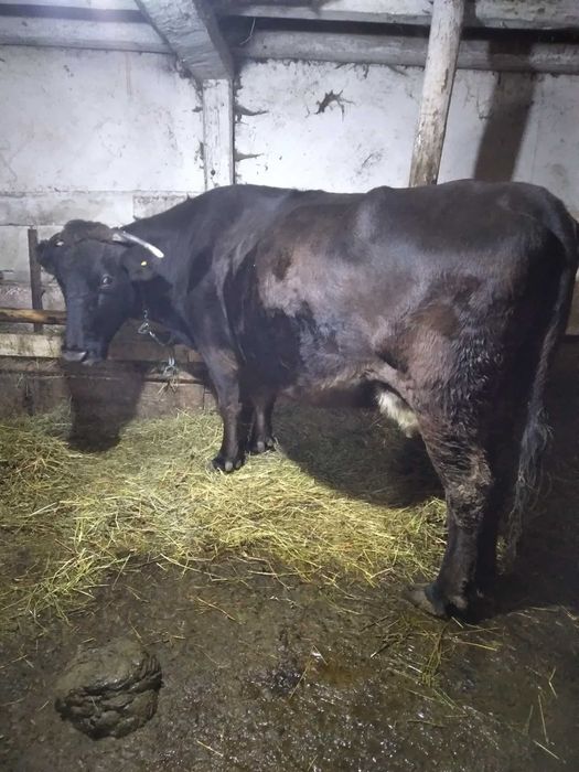 Vand vaca la a 4 a fatare