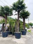 Vând palmieri trachycarpus fortunei rezistenți la îngheț