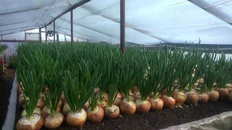 Лук      зелёный