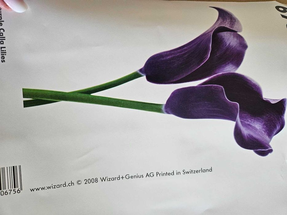 Tapet Purple Calla Lilies 115x175 cm