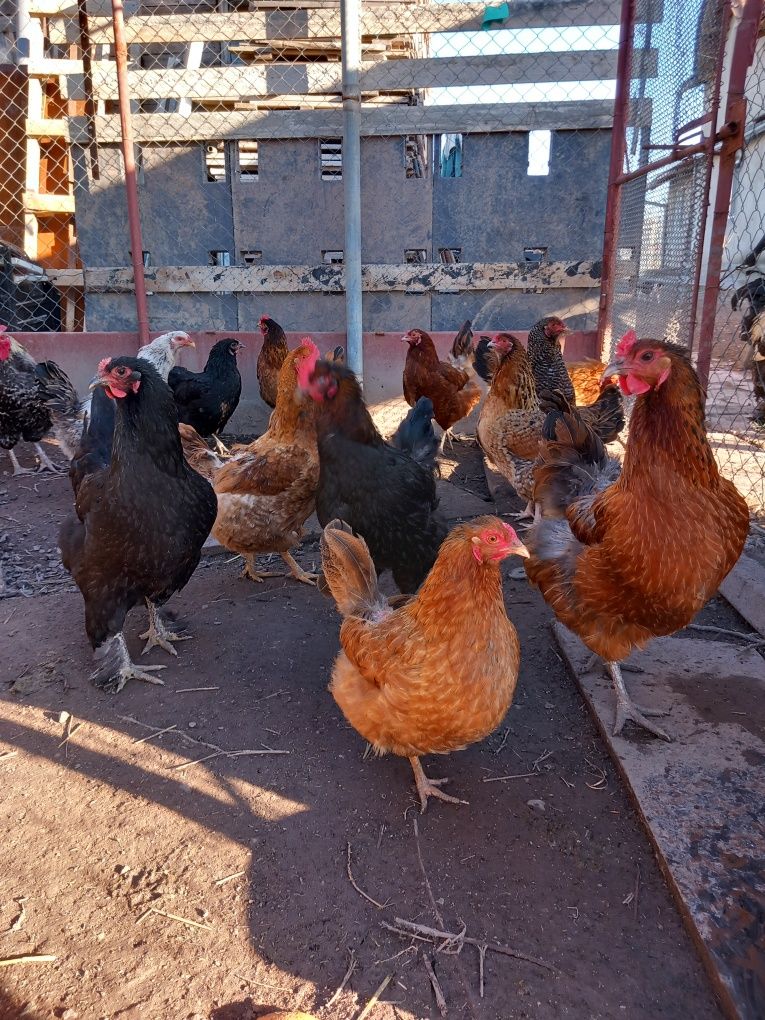 Oua de incubat de țară și de consum