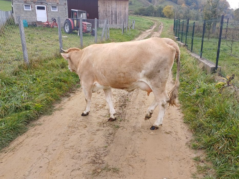Vând o vacă sau  o juninca cu vițel la alegere!