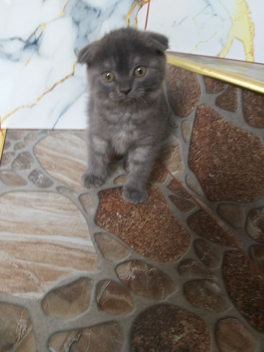 Super aksiya zotdor mushuk sotiladi