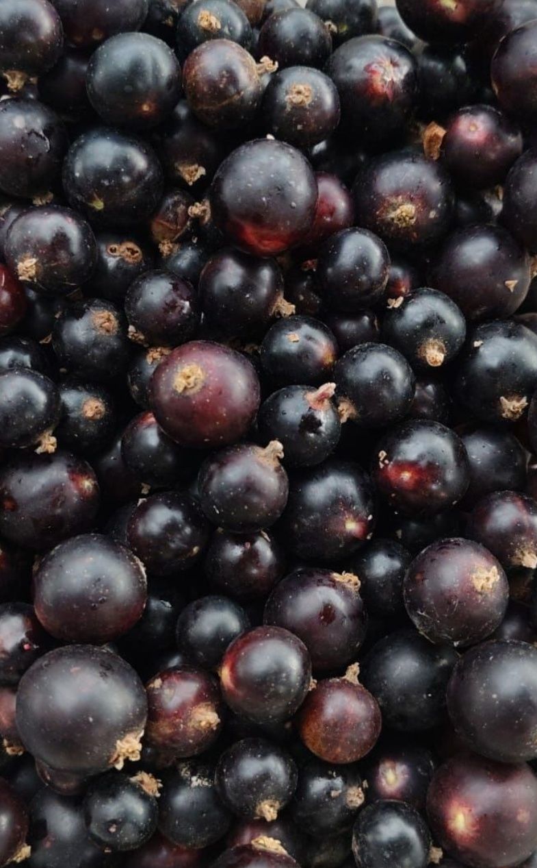 Продам домашнюю чёрную смородину