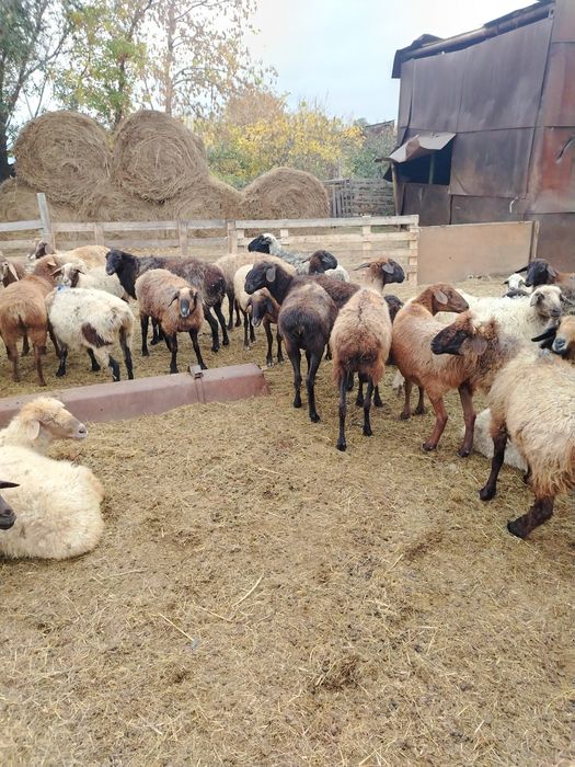 Қойлар сатамын 43 бас