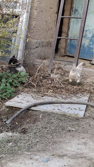 Uxeyleyyu tovuq sotiladi