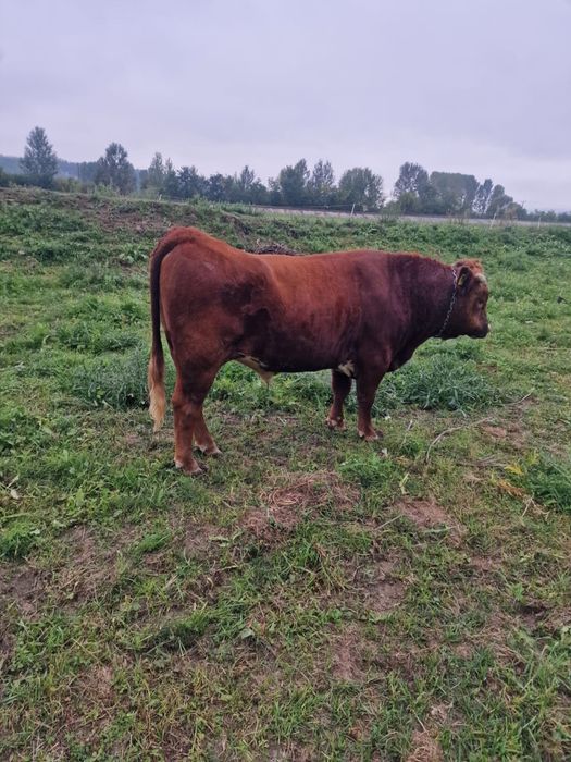 Taur de vanzare, pret: 8000 lei
