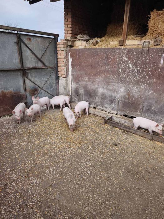 Продавам прасенца