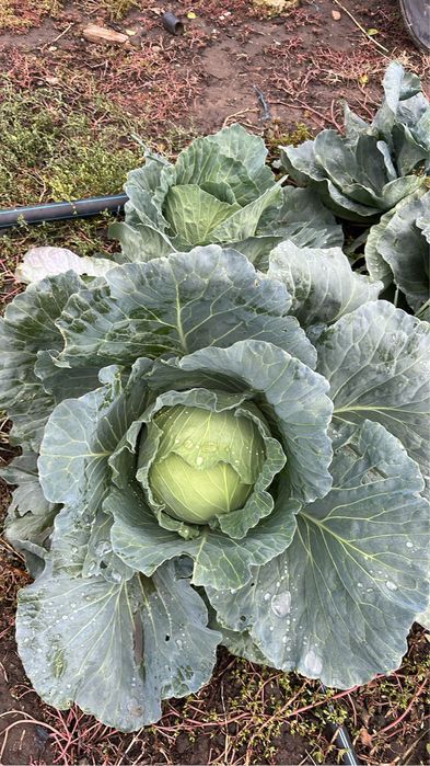 Varza escazu de vanzare