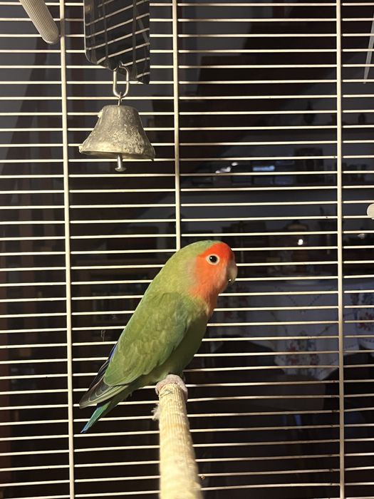 Vand Pui Papagal Agapornis