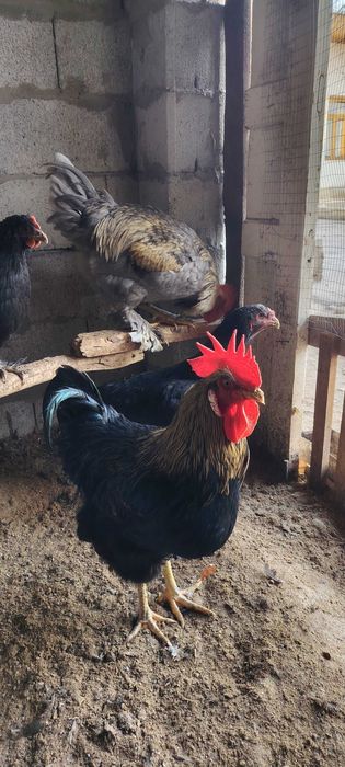 Uy xo'rozlari, xalol bo'rdoqiga boqilgan