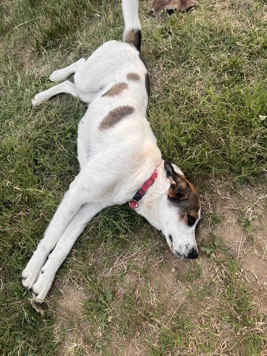 Подарявам кученца с майка от породата Рафейро де алентехо