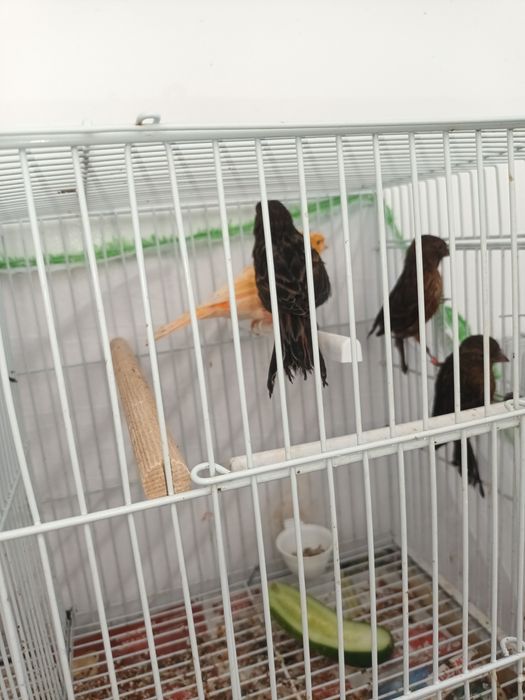 Vând pui canari roși