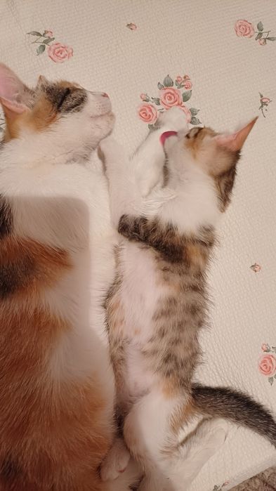 Отдам в хорошие руки