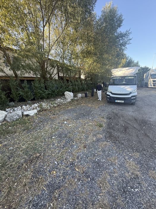 Cupresocyparis leylandi