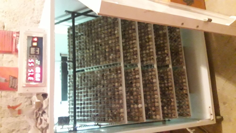 Vand pui de prepelita